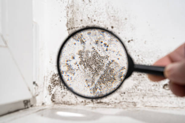 Best Emergency Mold Remediation  in Annetta, TX